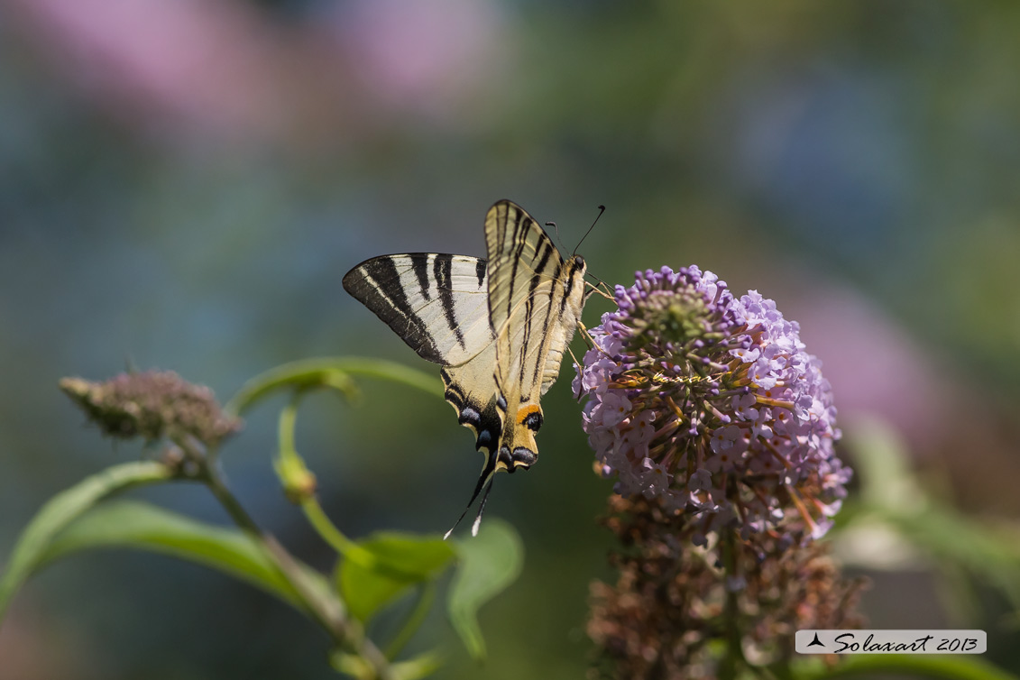 Iphiclides podalirius - Podalirio - Scarce Swallowtail