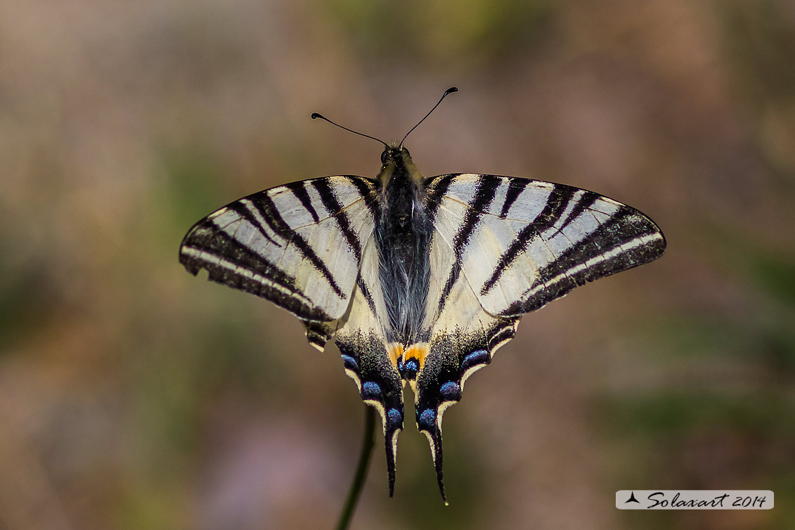 Iphiclides podalirius Podalirio - Scarce Swallowtail