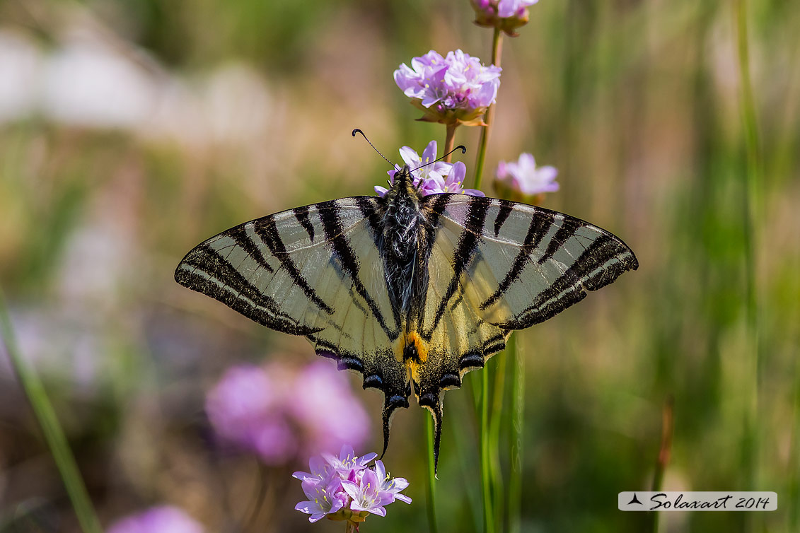 Iphiclides podalirius Podalirio - Scarce Swallowtail