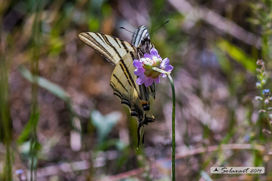 Iphiclides podalirius Podalirio - Scarce Swallowtail