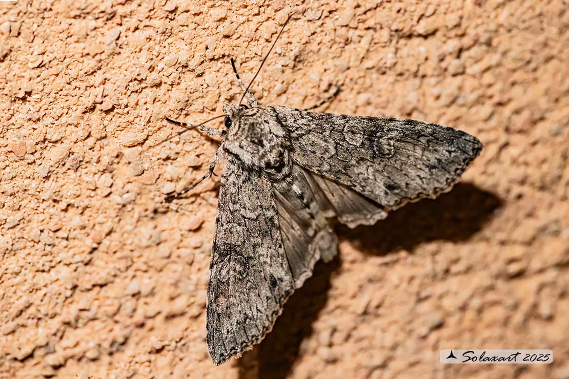 Polia nebulosa - Grey arches