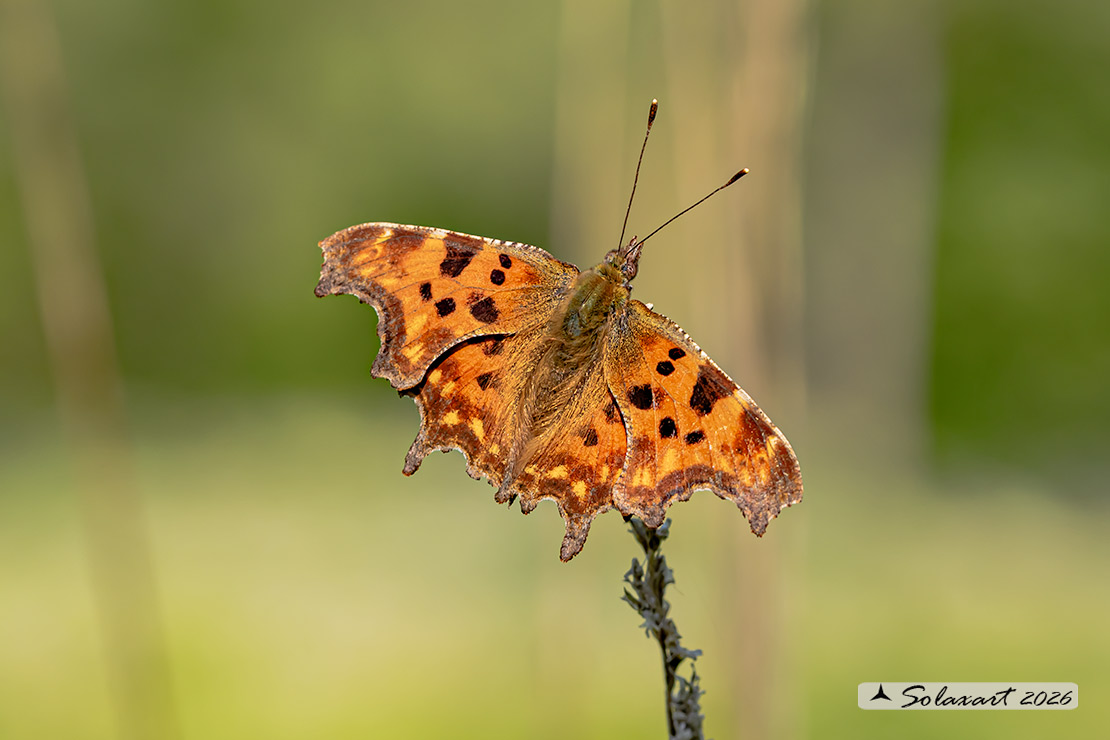 Polygonia c-album (Vanessa c-bianco)
