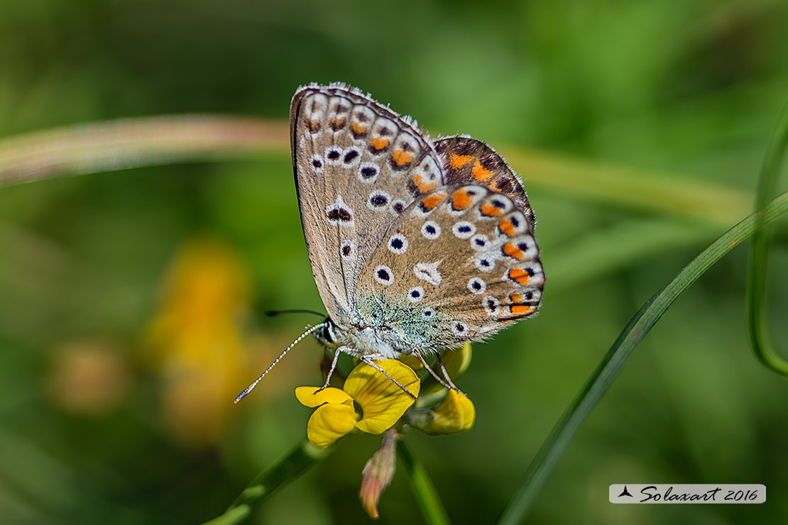 Polyommatus bellargus (femmina); Adonis Blue (female)