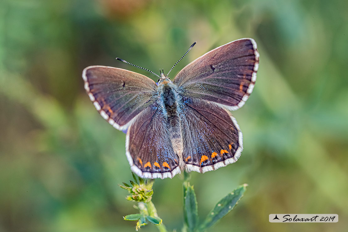 Polyommatus bellargus (femmina); Adonis Blue (female)