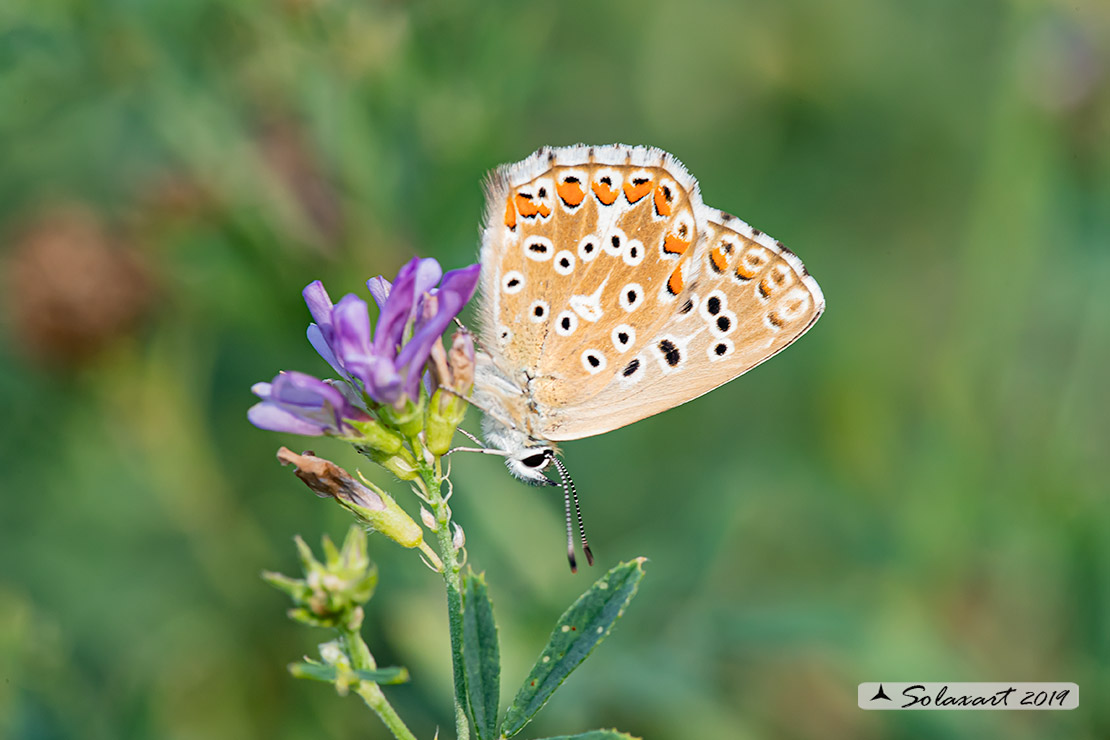 Polyommatus bellargus (femmina); Adonis Blue (female)