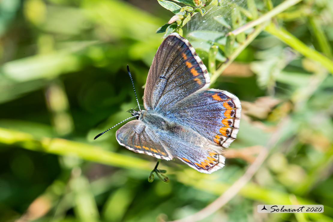 Polyommatus bellargus (femmina); Adonis Blue (female)