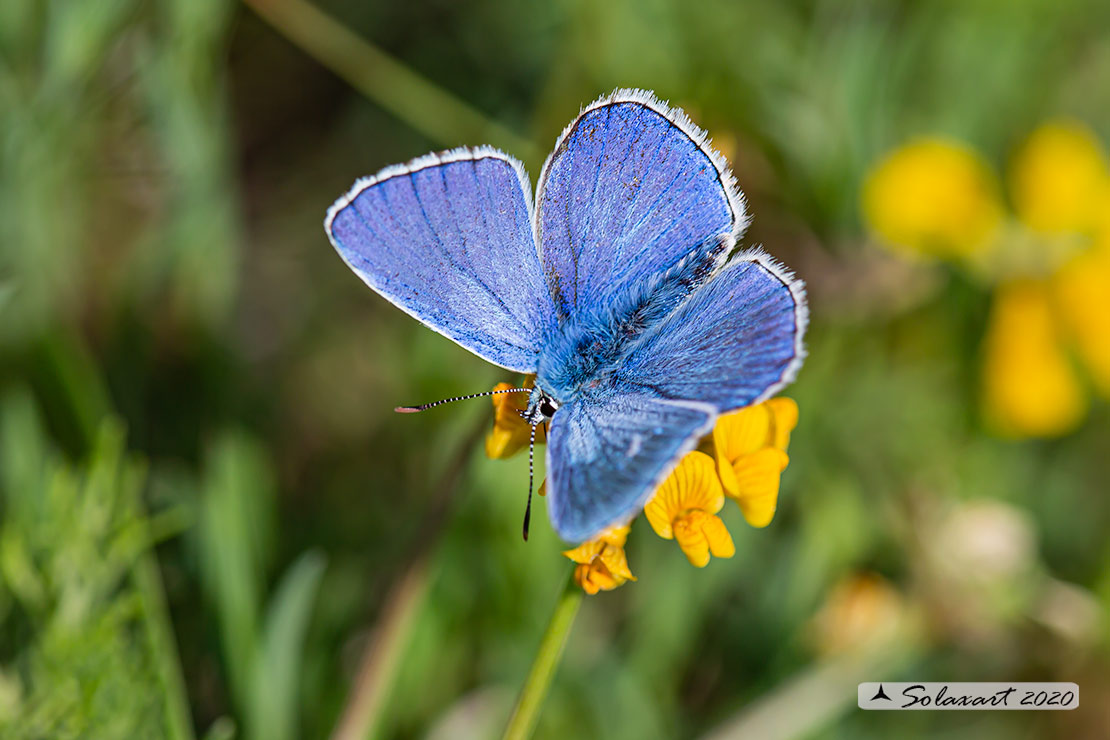 Polyommatus bellargus: Adone (maschio); Adonis Blue (male)