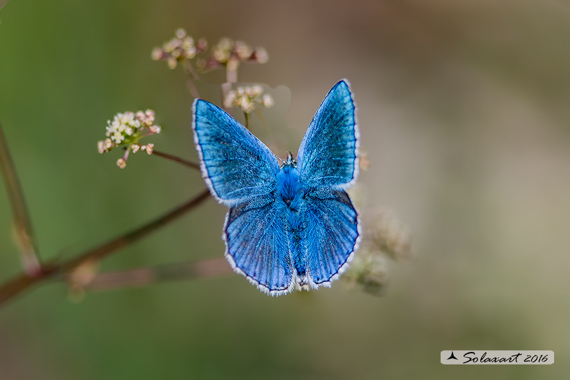 Polyommatus bellargus: Adone (maschio); Adonis Blue (male)