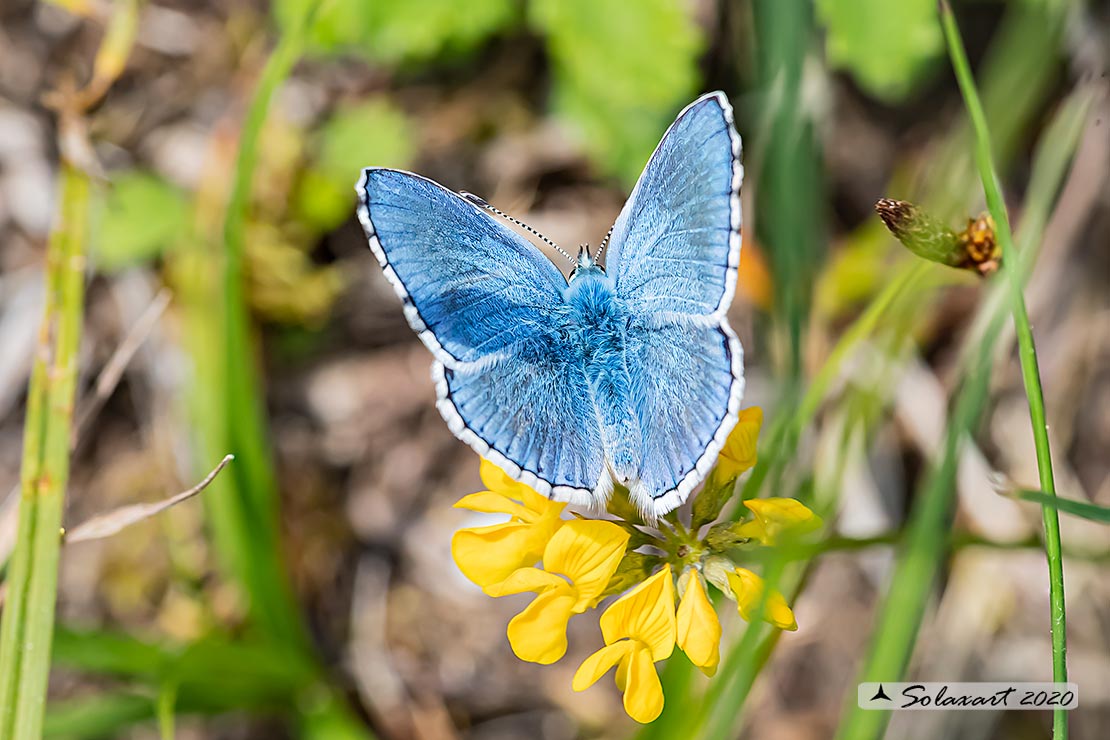 Polyommatus bellargus: Adone (maschio); Adonis Blue (male)