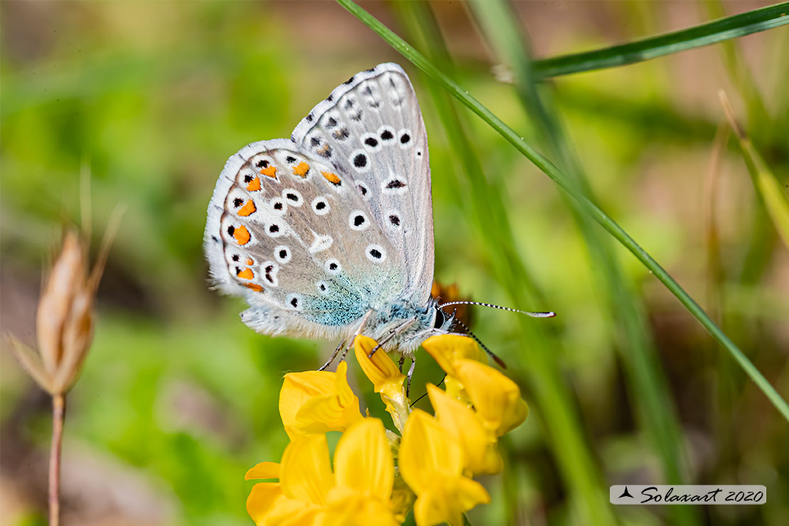 Polyommatus bellargus: Adone (maschio); Adonis Blue (male)