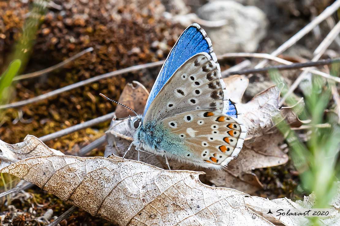 Polyommatus bellargus: Adone (maschio); Adonis Blue (male)