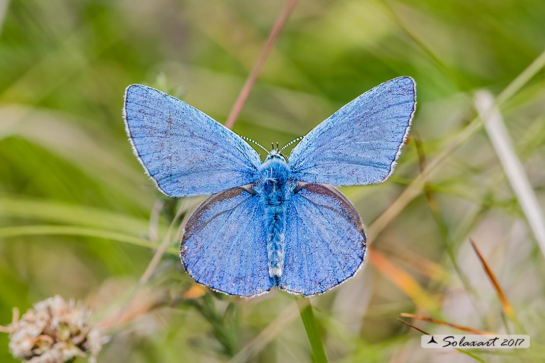 Polyommatus bellargus: Adone (maschio); Adonis Blue (male)