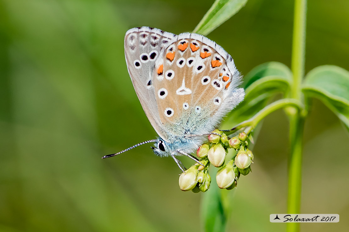 Polyommatus bellargus: Adone (maschio); Adonis Blue (male)