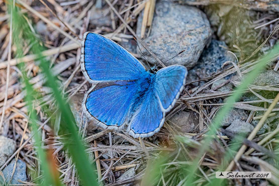 Polyommatus bellargus: Adone (maschio); Adonis Blue (male)