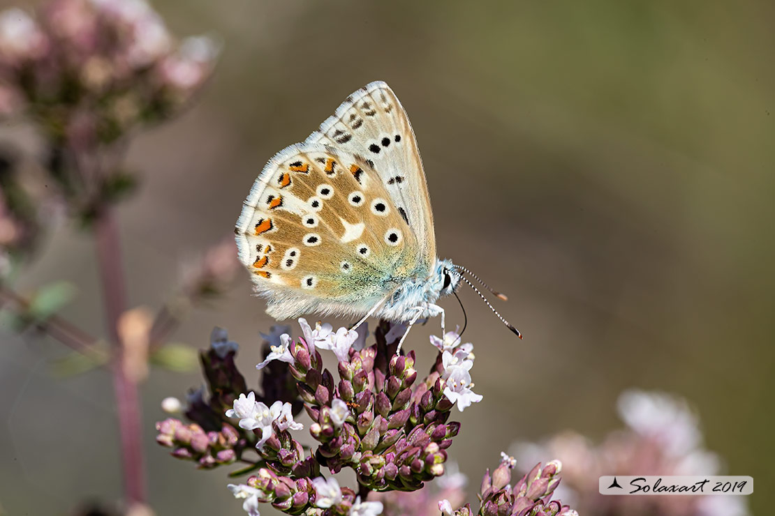 Polyommatus coridon; Chalkhill blue