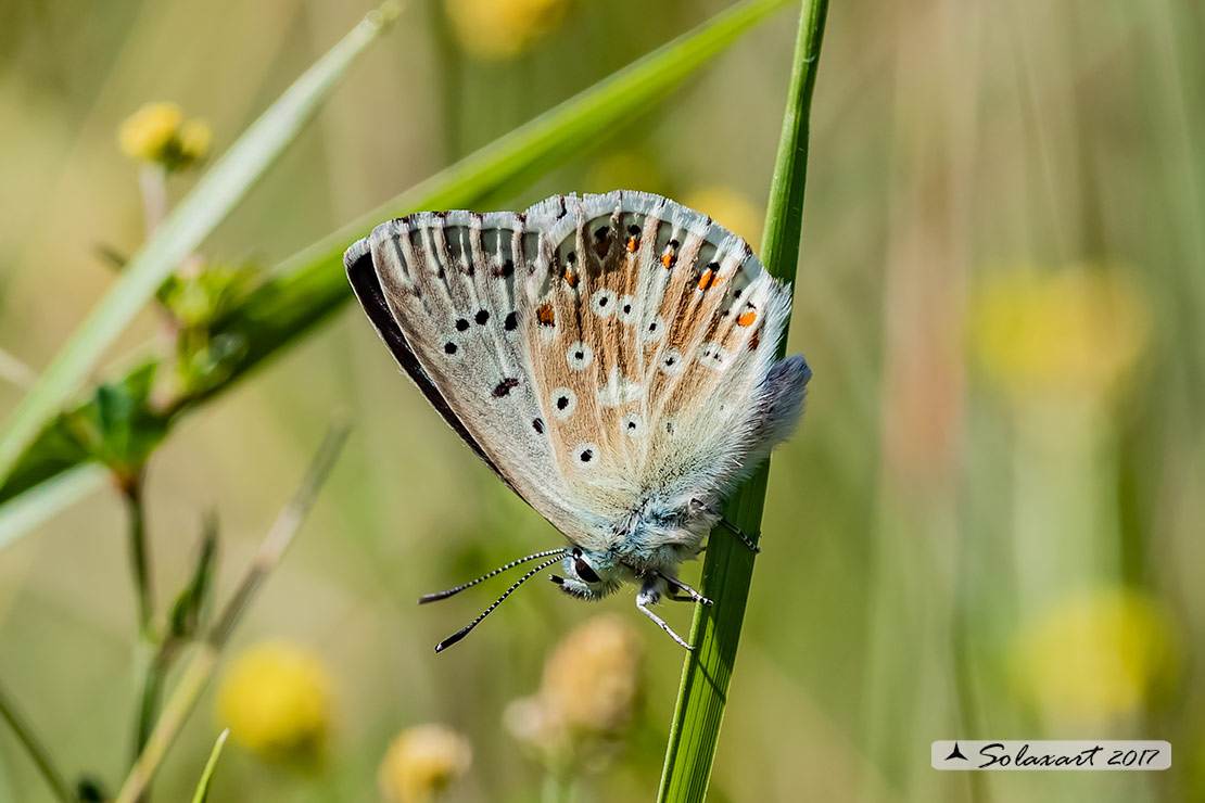 Polyommatus coridon; Chalkhill blue