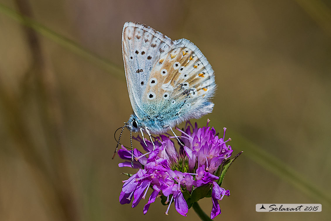 Polyommatus coridon; Chalkhill blue