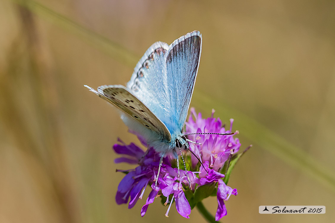 Polyommatus coridon; Chalkhill blue