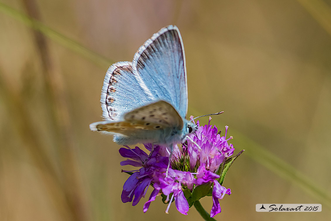 Polyommatus coridon; Chalkhill blue
