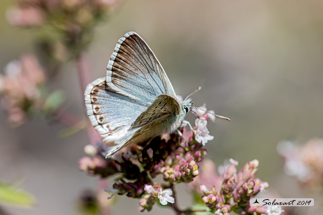 Polyommatus coridon; Chalkhill blue