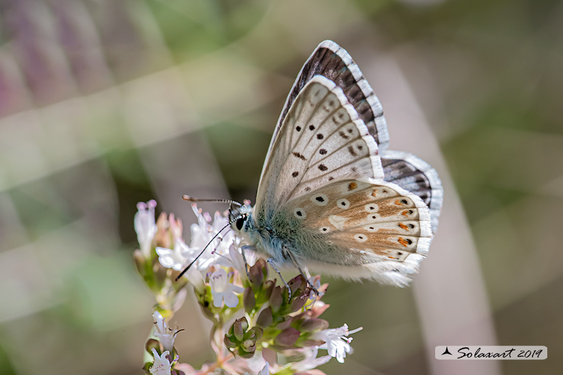 Polyommatus coridon; Chalkhill blue
