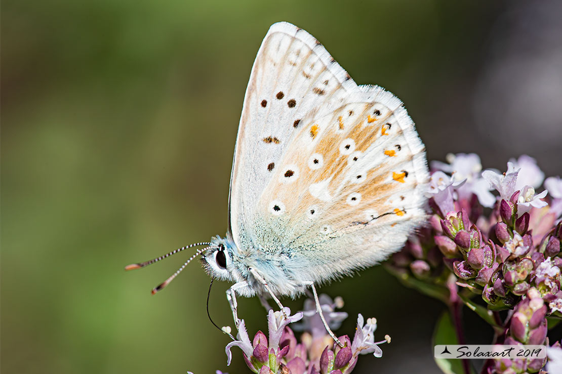 Polyommatus coridon; Chalkhill blue