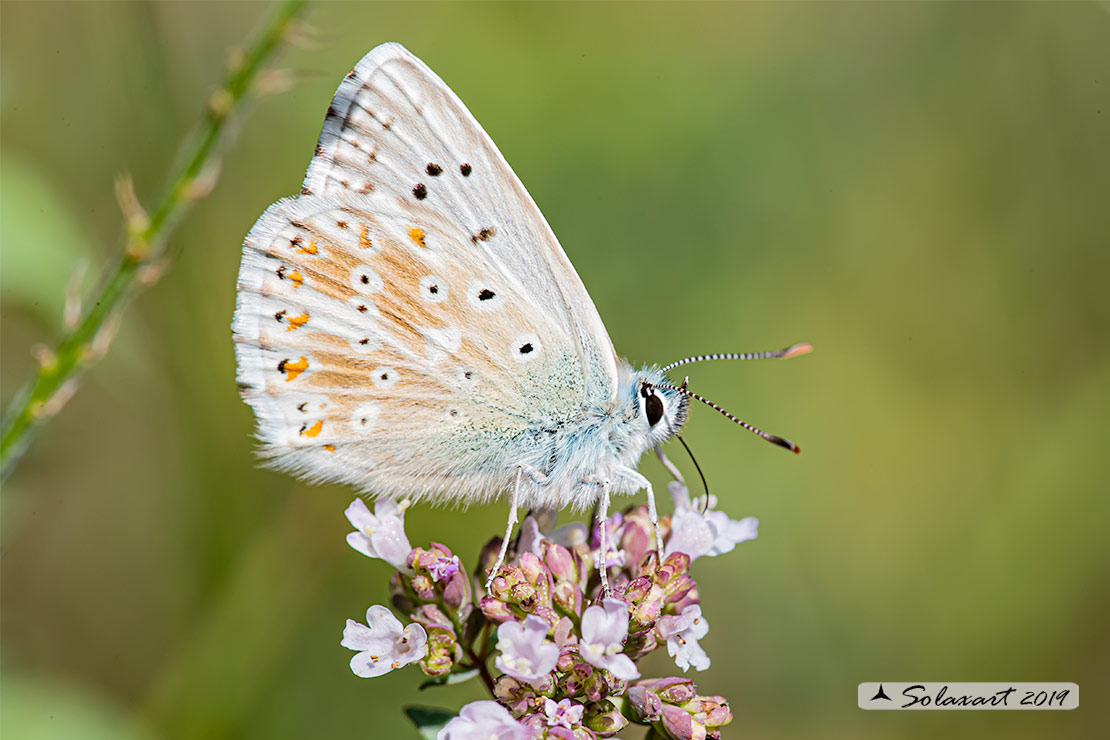 Polyommatus coridon; Chalkhill blue