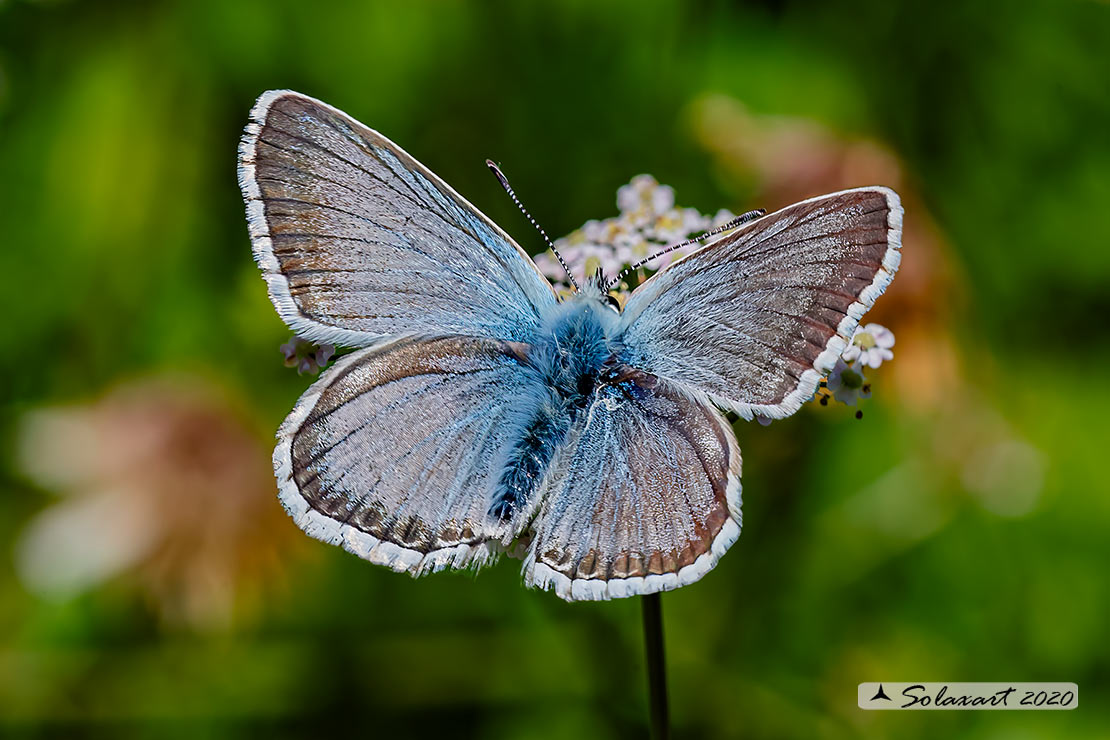 Polyommatus coridon; Chalkhill blue