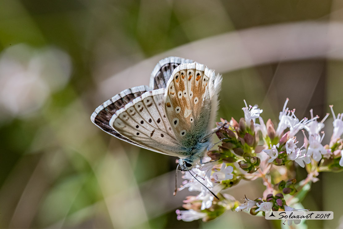 Polyommatus coridon; Chalkhill blue