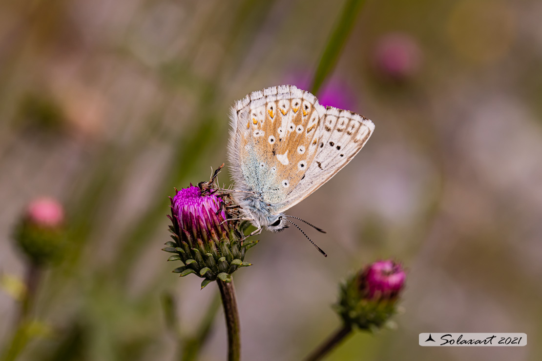Polyommatus coridon; Chalkhill blue