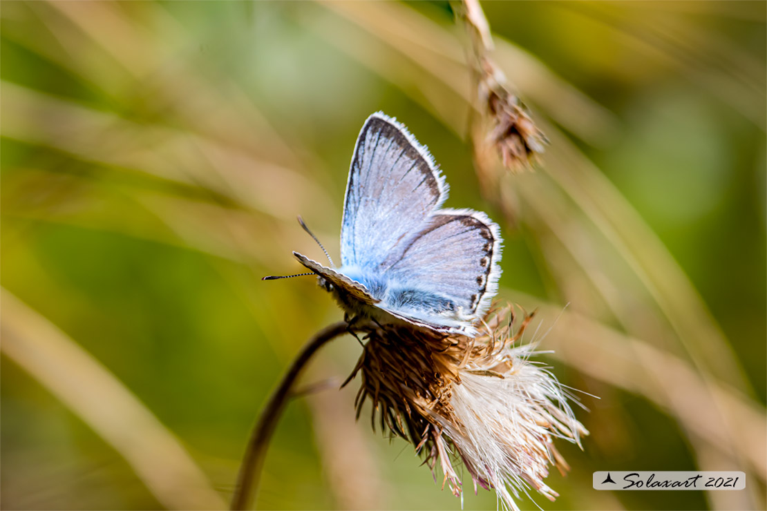 Polyommatus coridon; Chalkhill blue