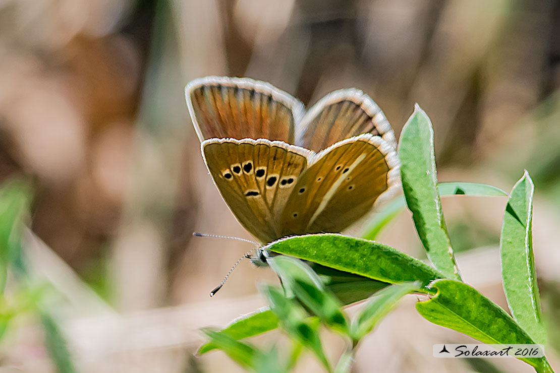 Polyommatus damon : (femmina); Adonis Blue (female)