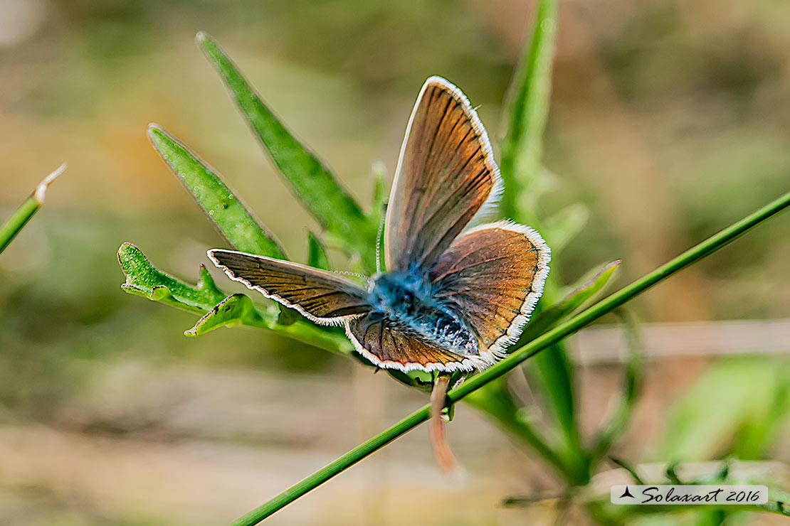 Polyommatus damon : (femmina); Adonis Blue (female)
