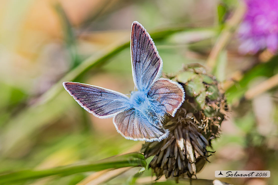 Polyommatus damon; Damon blue