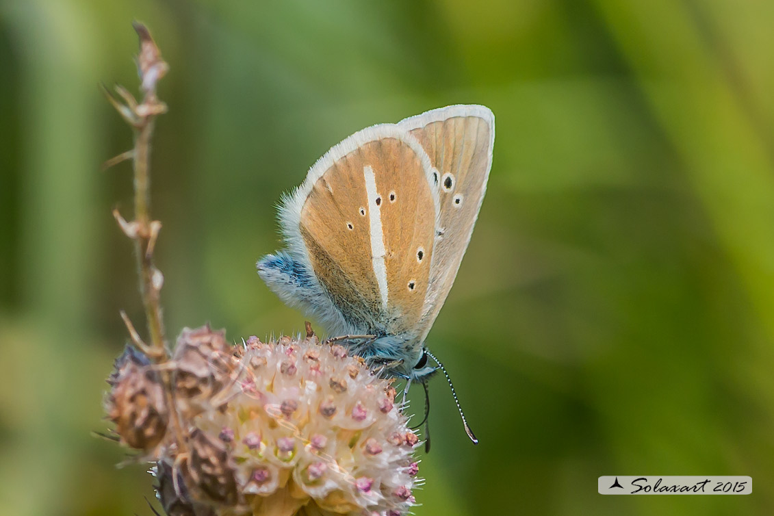 Polyommatus damon; Damon blue