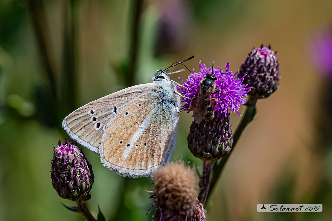 Polyommatus damon; Damon blue
