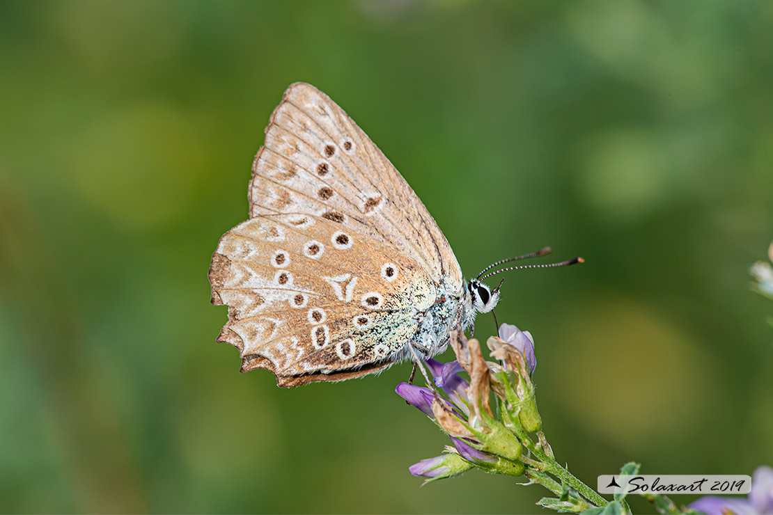 Polyommatus daphnis; Meleager's blue