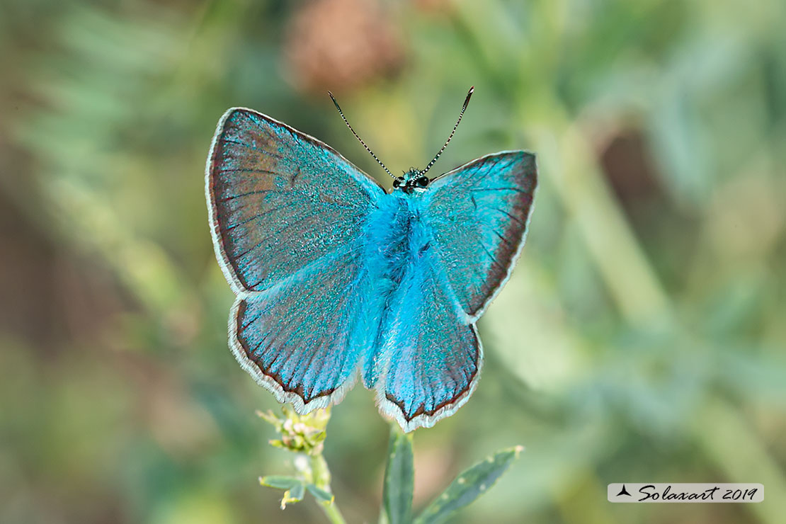 Polyommatus daphnis; Meleager's blue