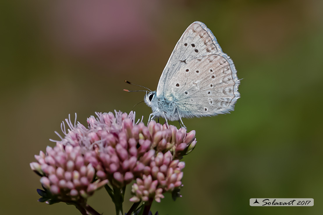 Polyommatus daphnis; Meleager's blue