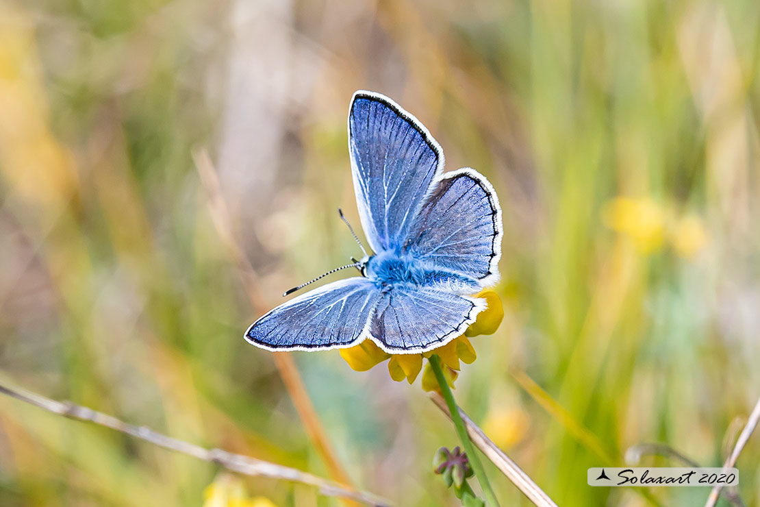 Polyommatus escheri; Escher's blue