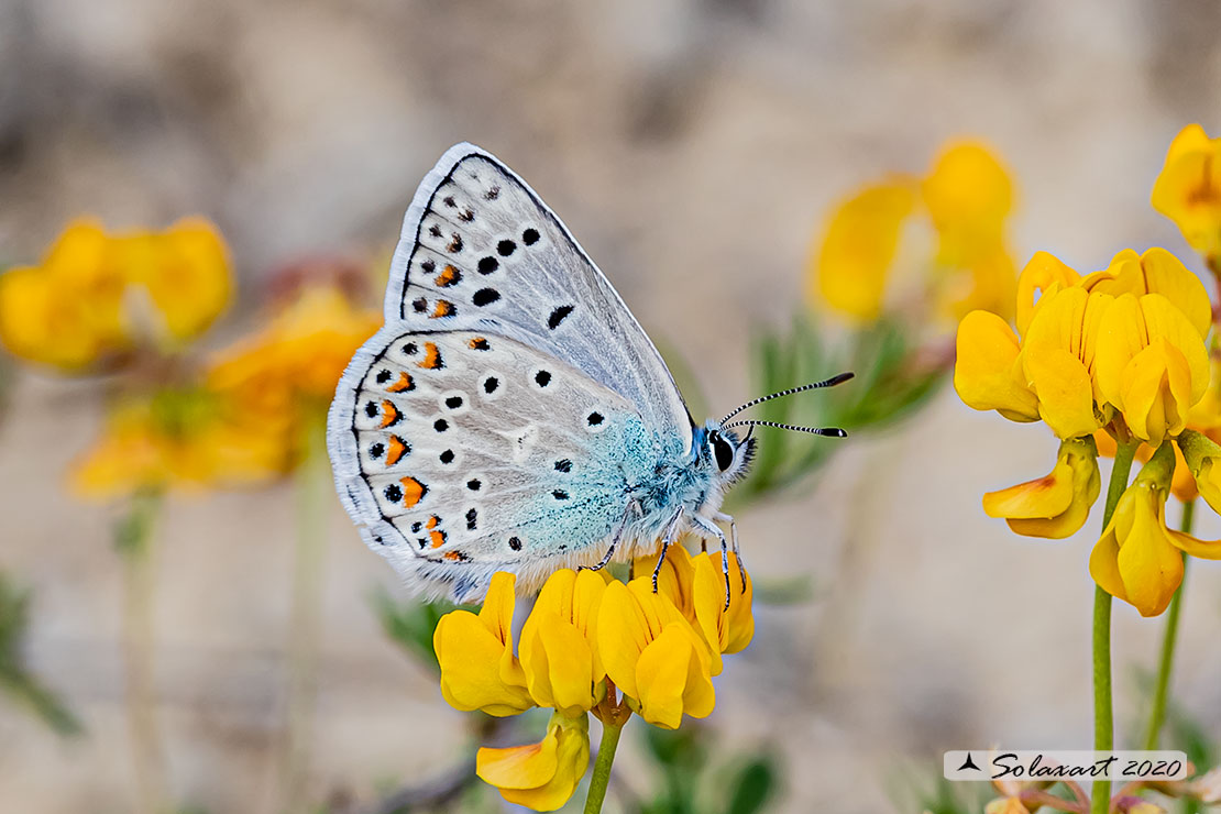 Polyommatus escheri; Escher's blue