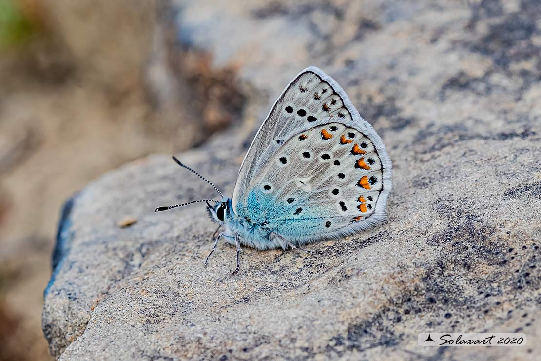 Polyommatus escheri; Escher's blue