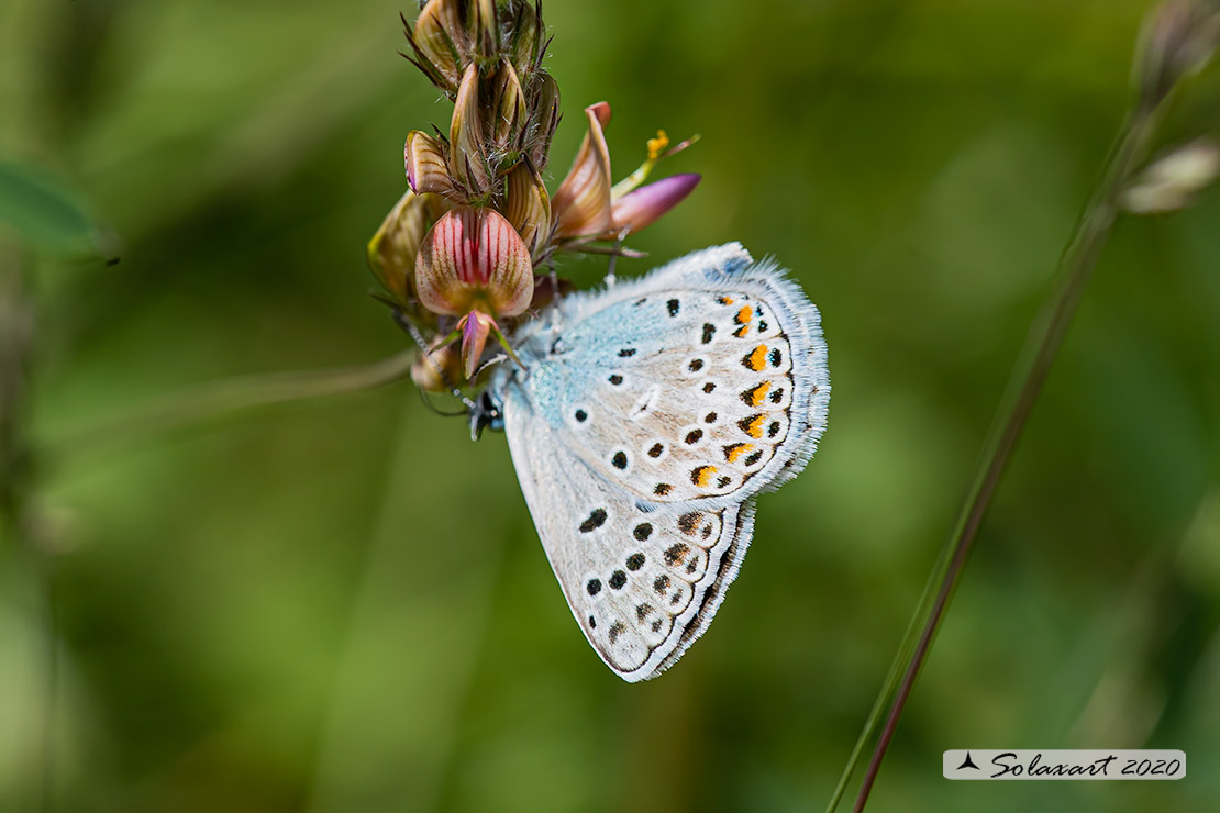 Polyommatus escheri; Escher's blue