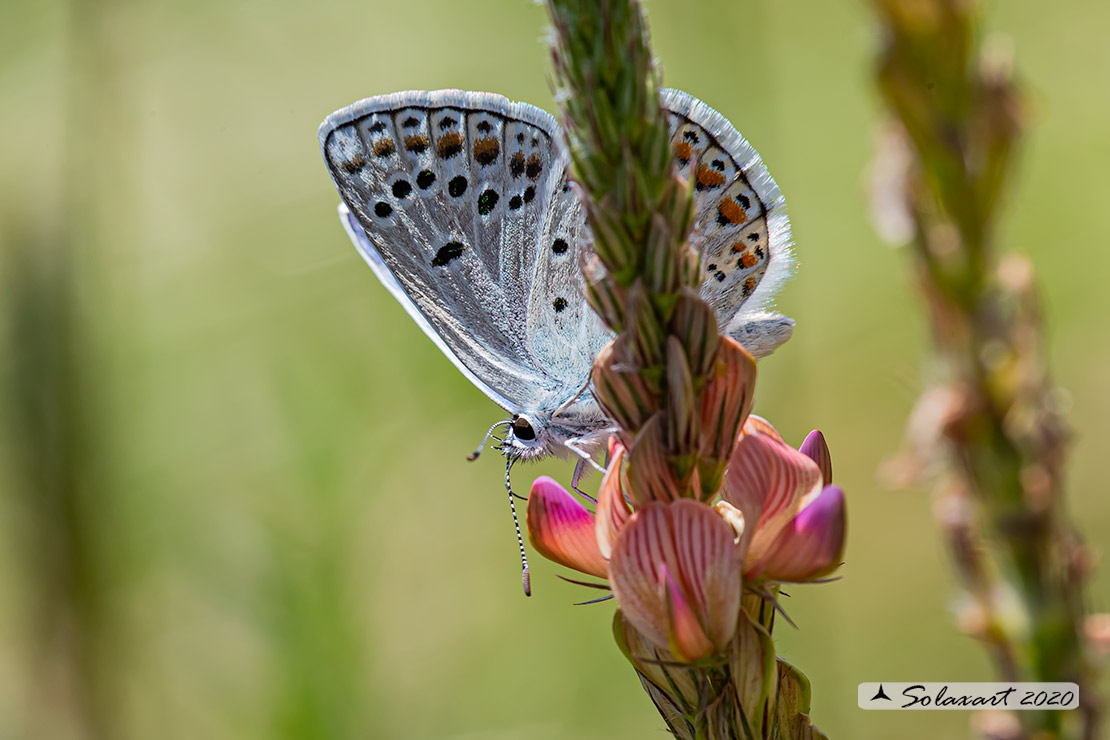 Polyommatus escheri; Escher's blue