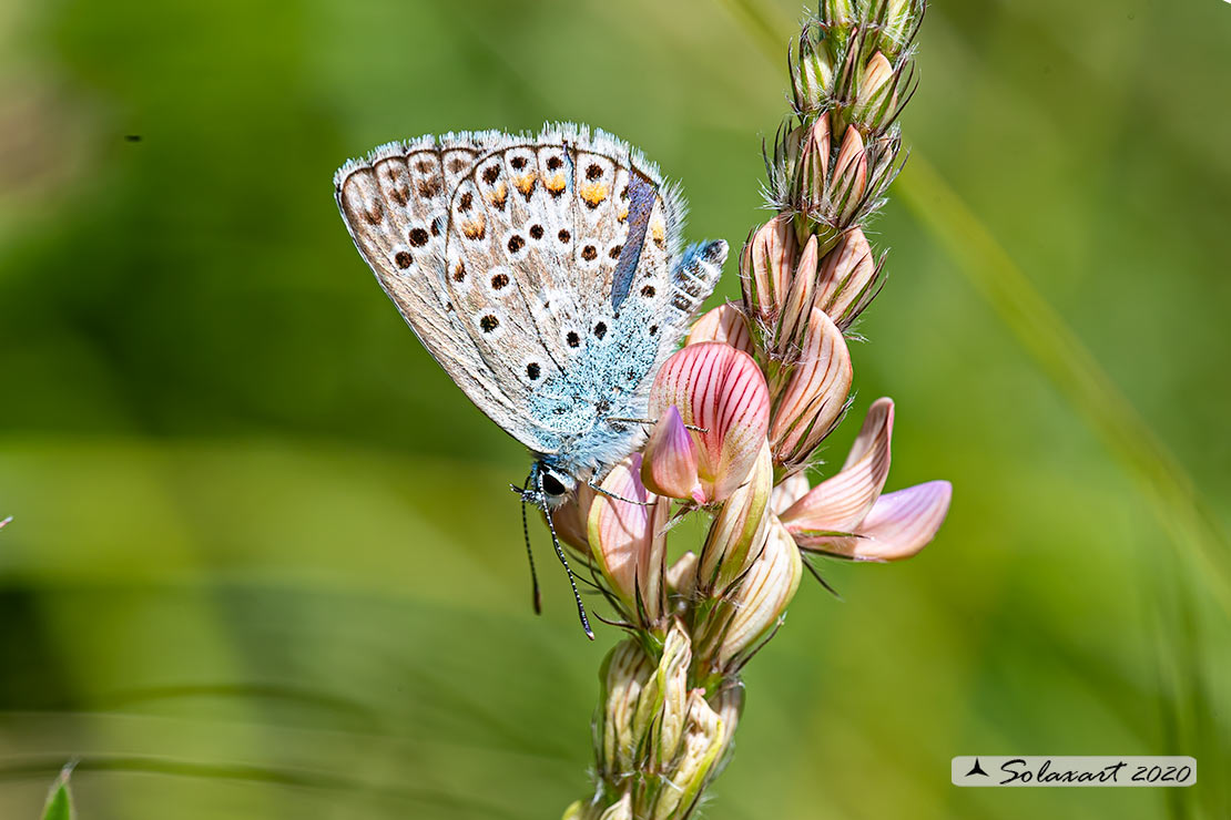 Polyommatus escheri; Escher's blue