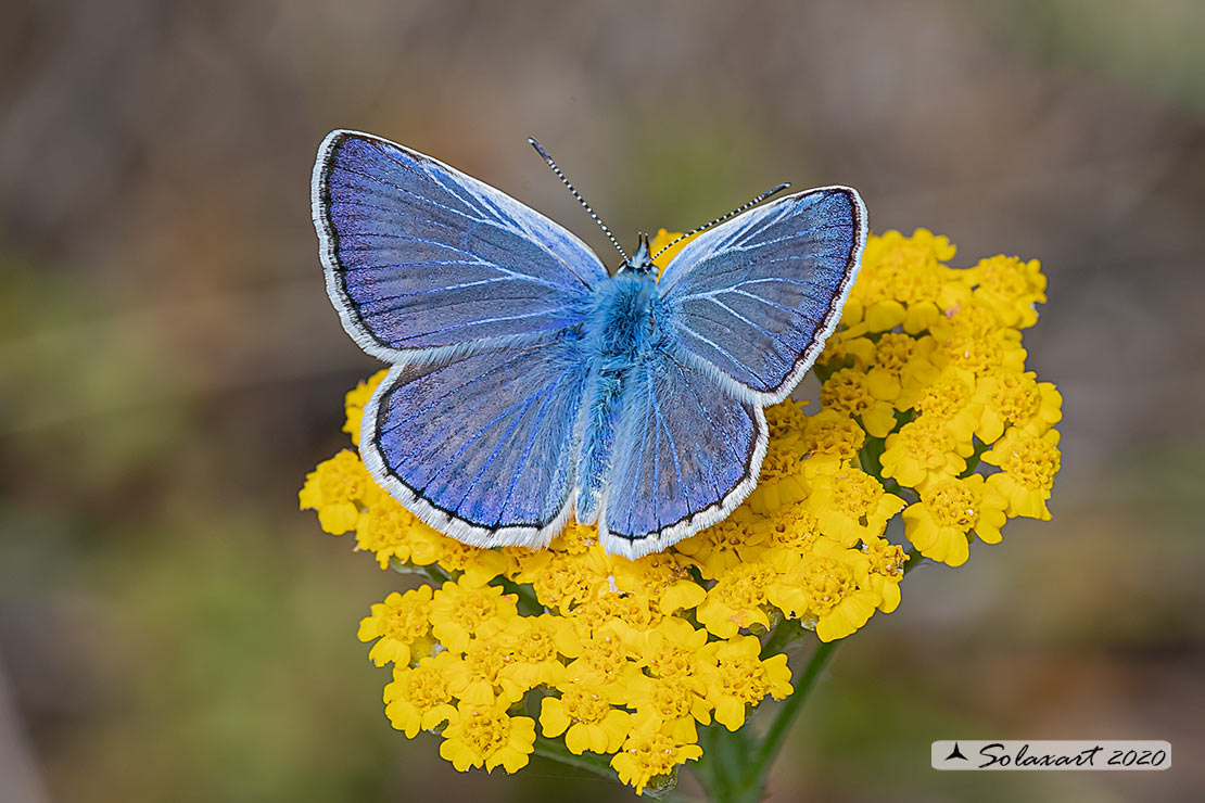Polyommatus escheri; Escher's blue