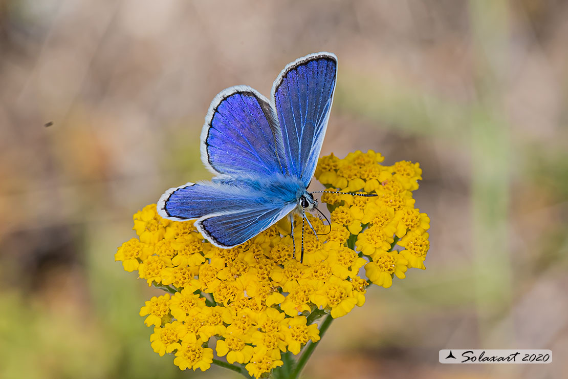 Polyommatus escheri; Escher's blue