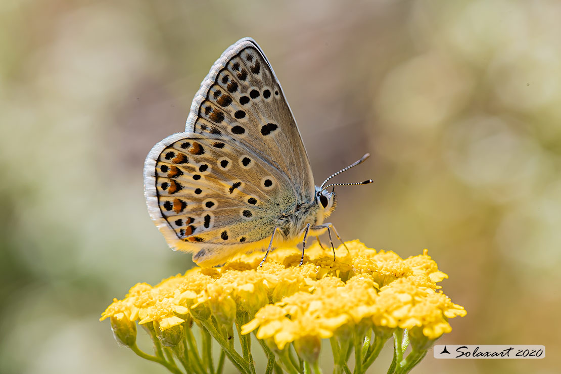 Polyommatus escheri; Escher's blue