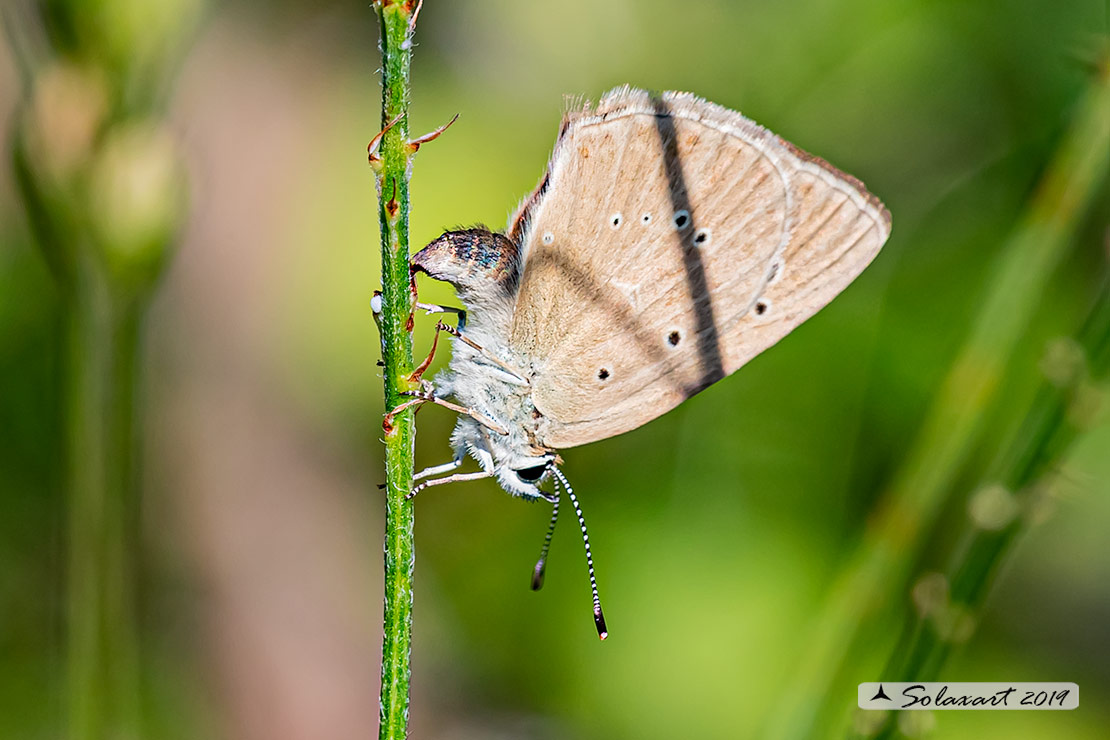 Polyommatus humedasae; Piedmont Anomalous Blue