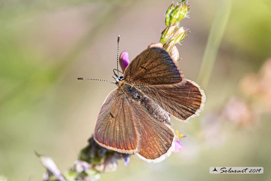 Polyommatus humedasae; Piedmont Anomalous Blue